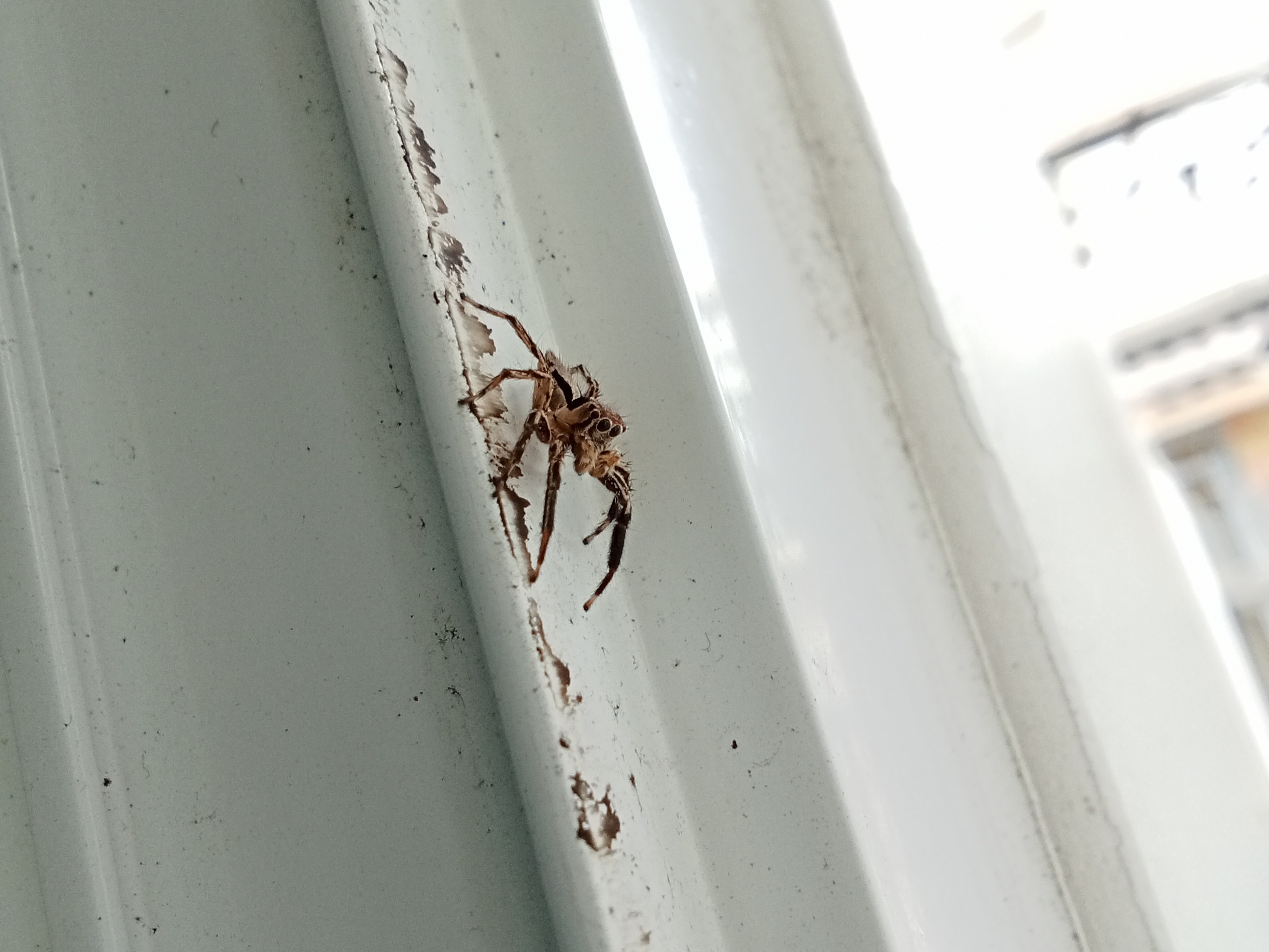 spider walk.JPG