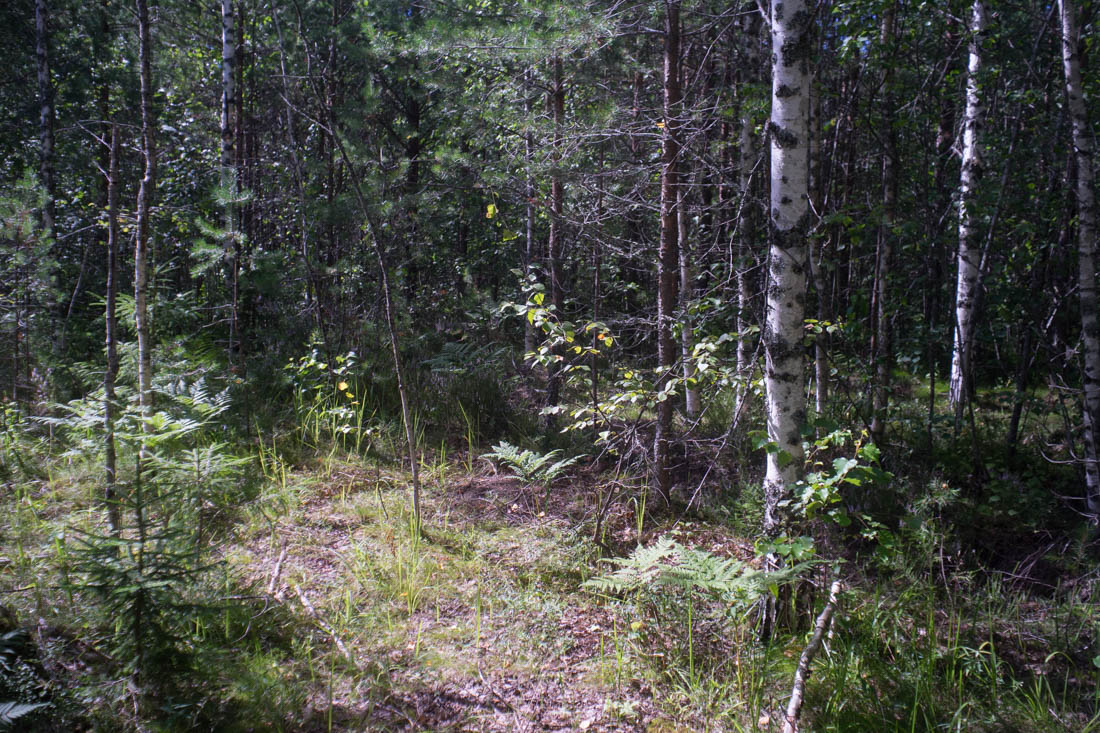 DSC08225.jpg