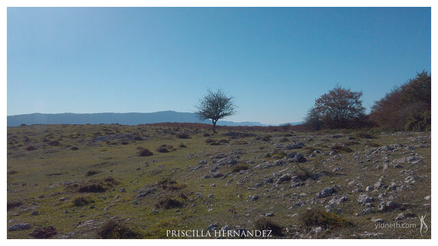solitary tree -640- by Priscilla Hernandez.jpg
