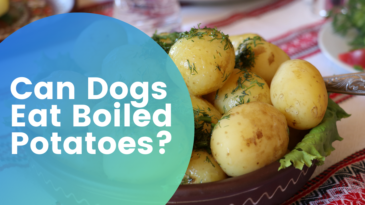  "Can Dogs Eat Boiled Potatoes.png"