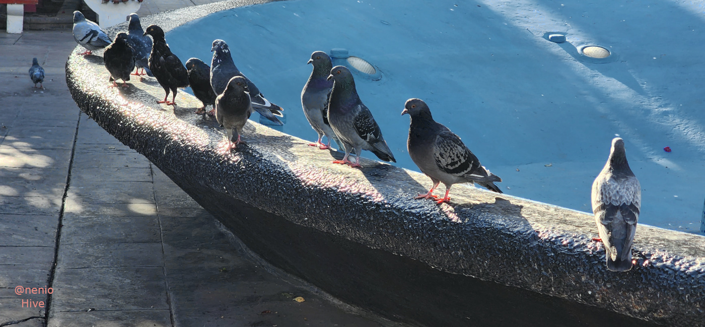 pigeons-022.jpg