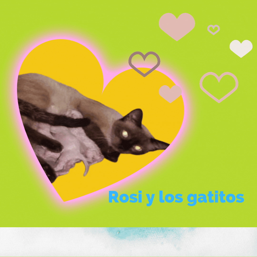Rosi y los gatitos (1).gif