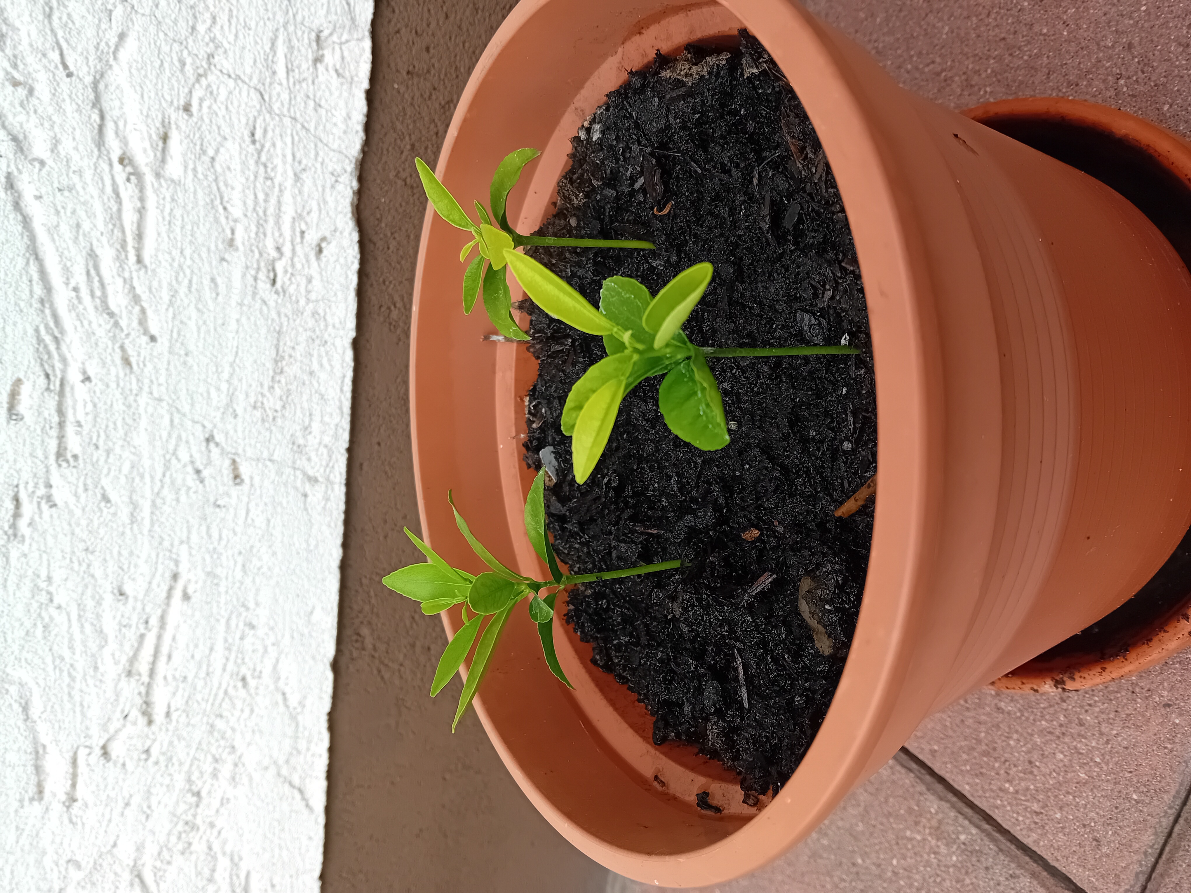 Mandarine_22072025.jpg