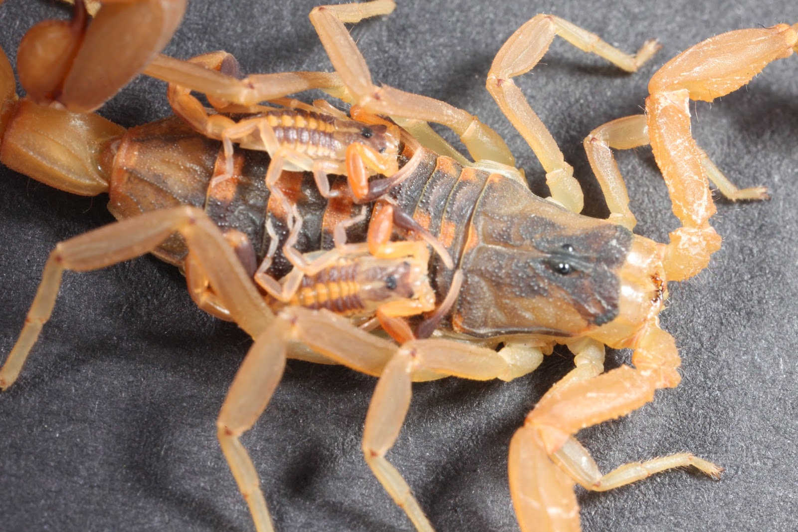 Striped Bark Scorpion 4.JPG