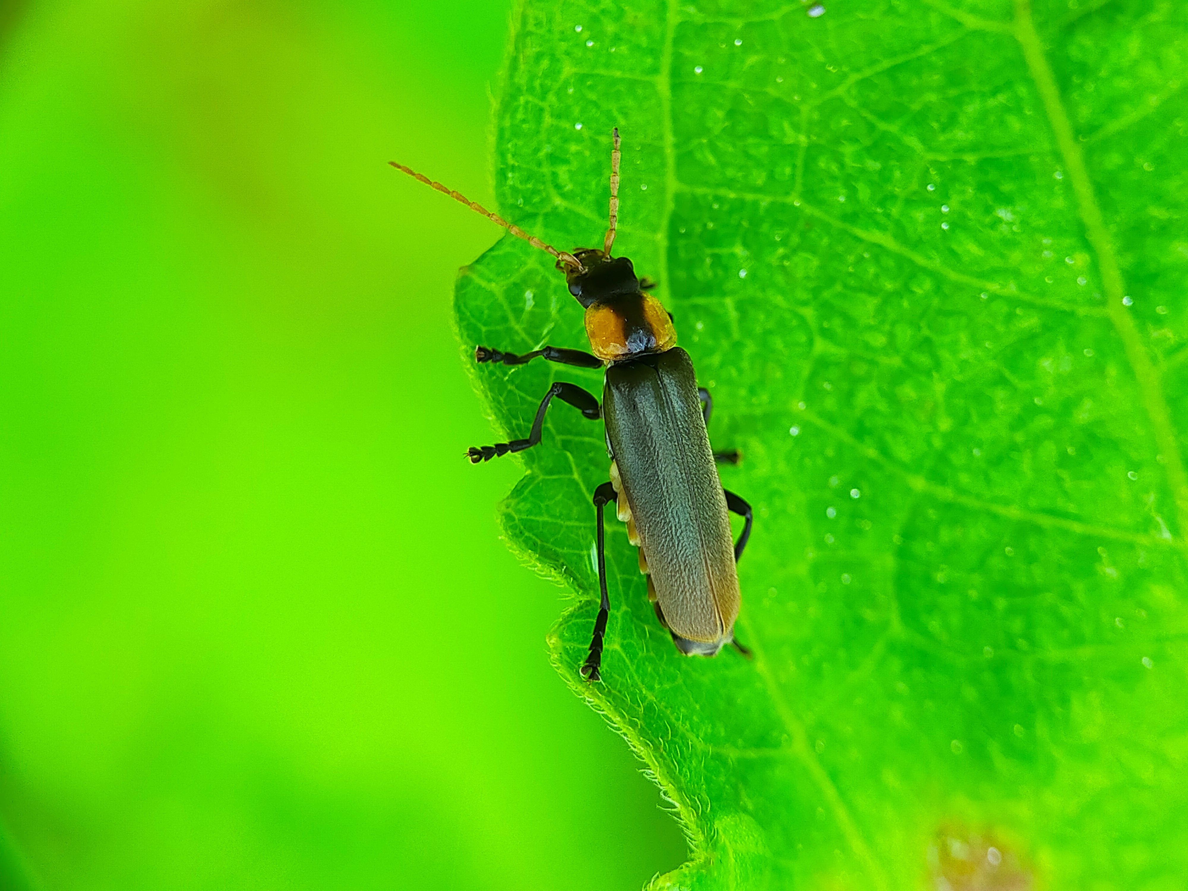 Chauliognathus lugubris (34).jpg