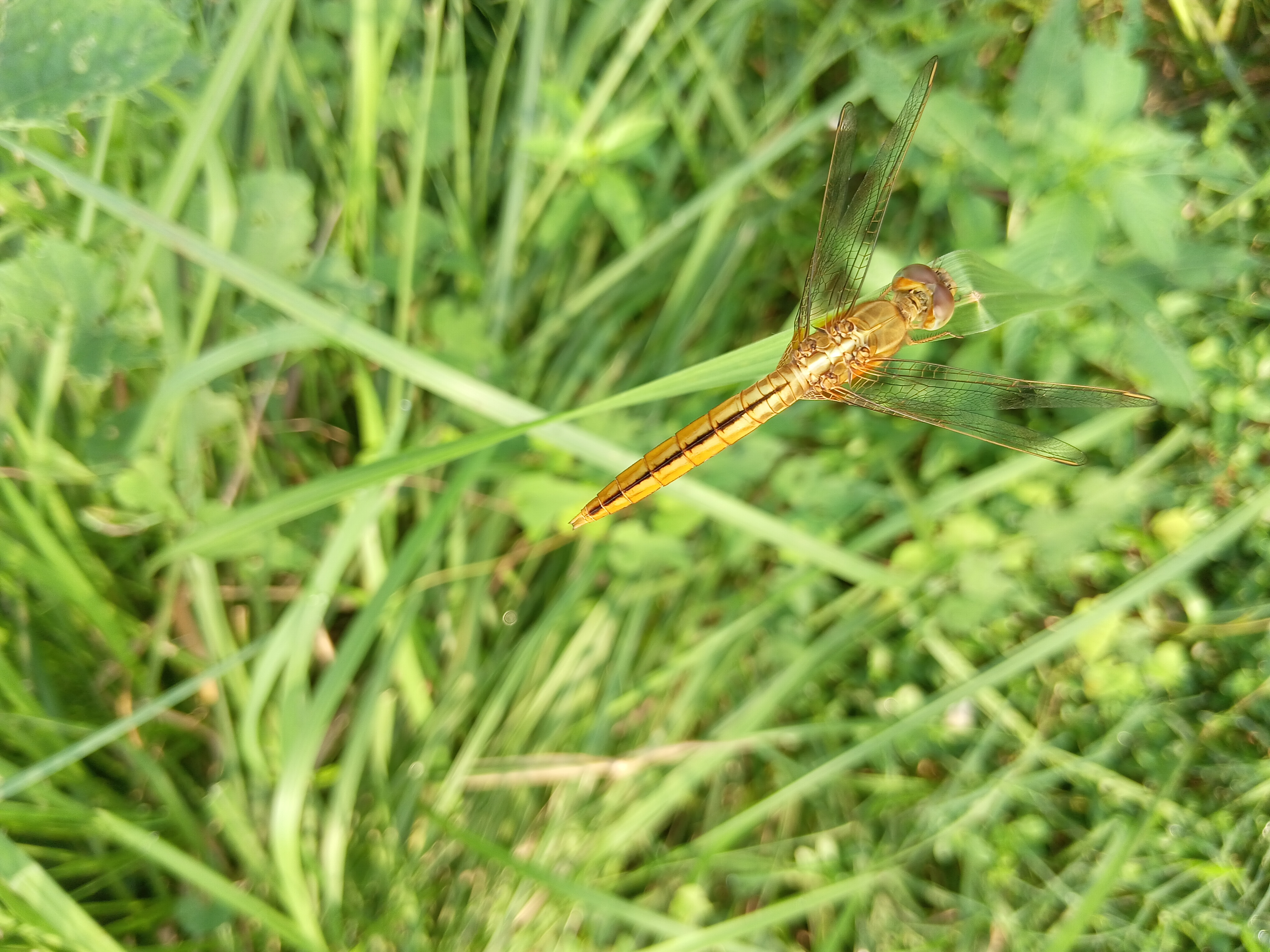 20250811_073255.jpg