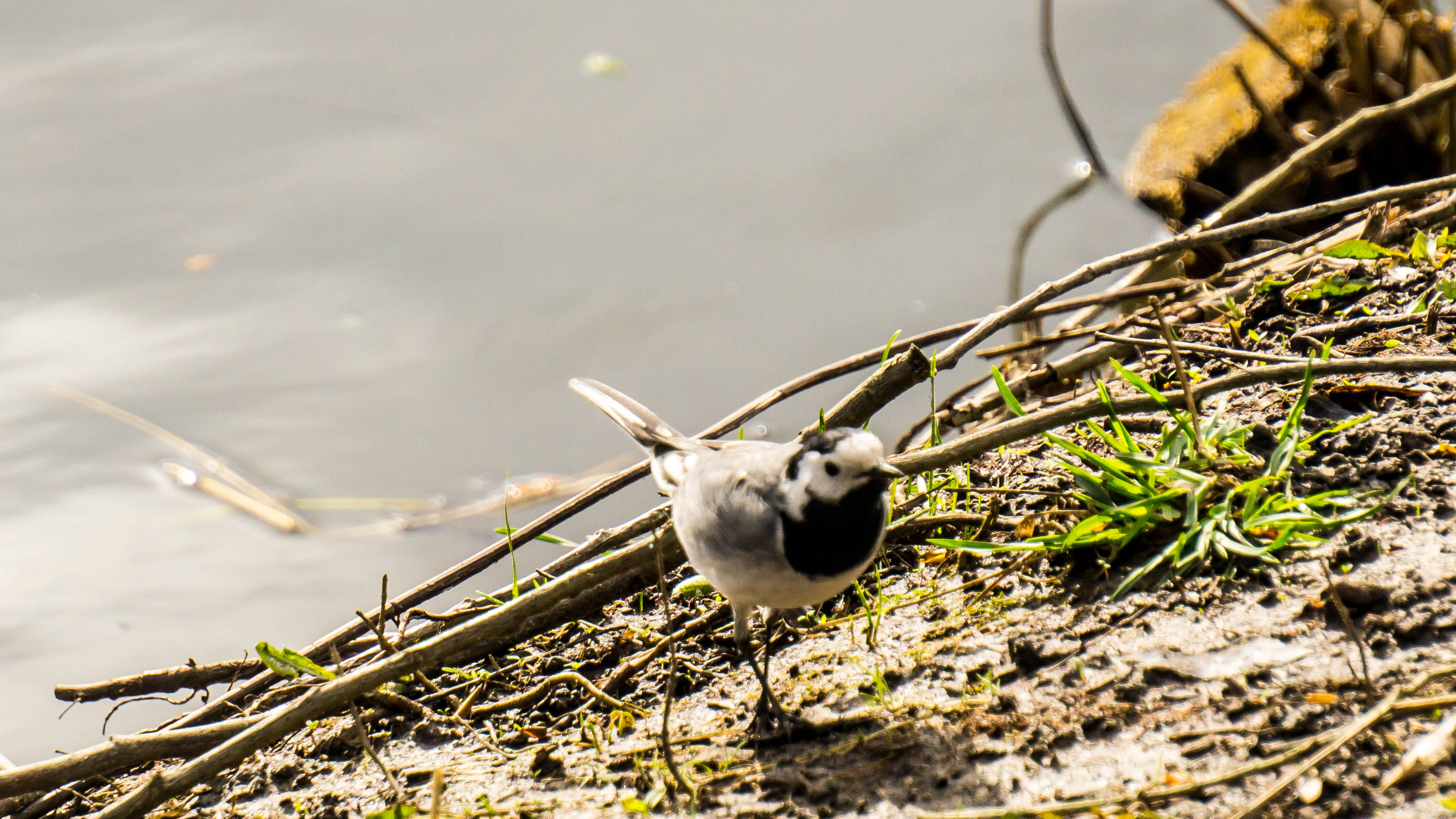 DSC08509-4.jpg
