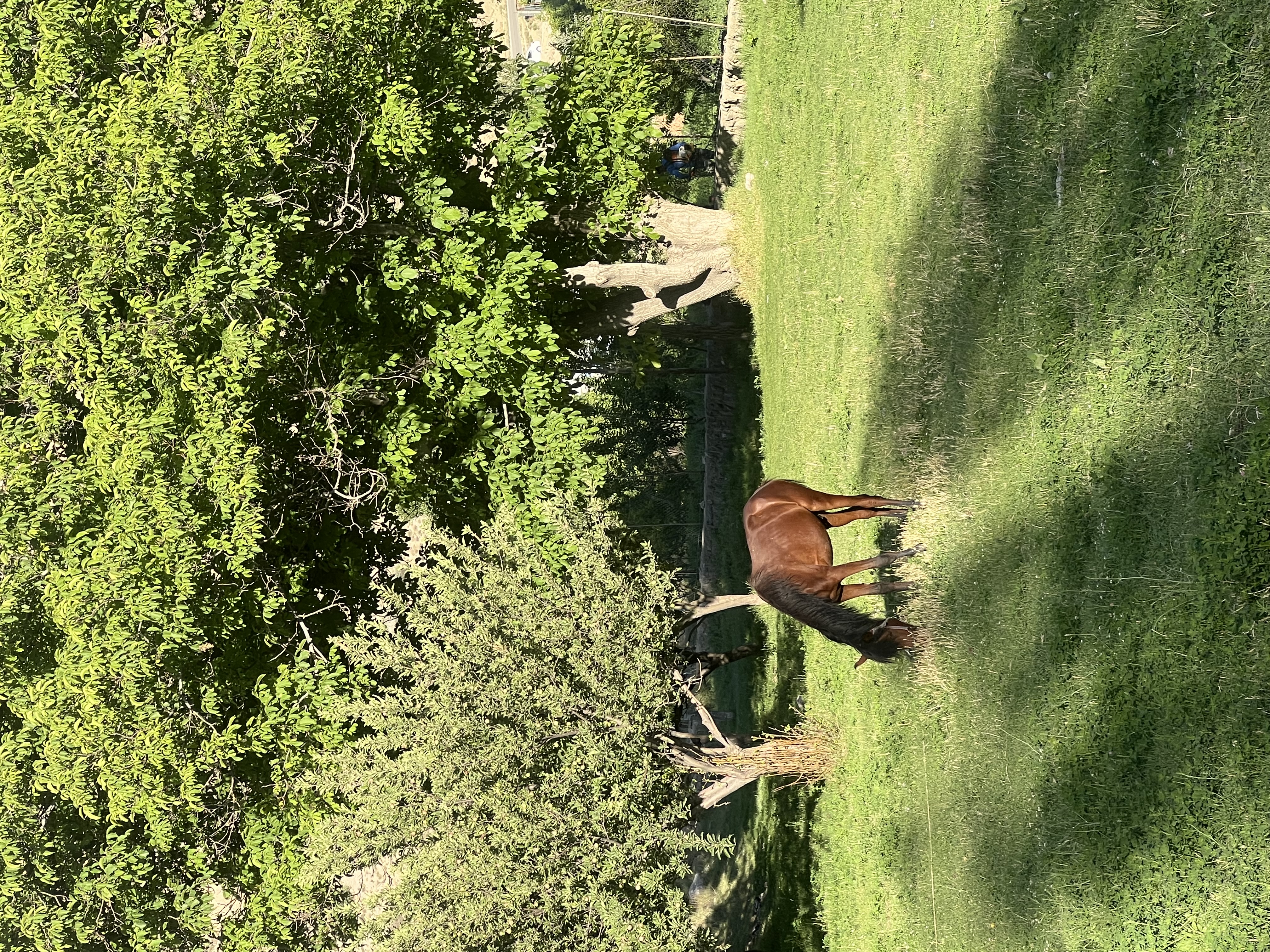 IMG_4299.jpeg