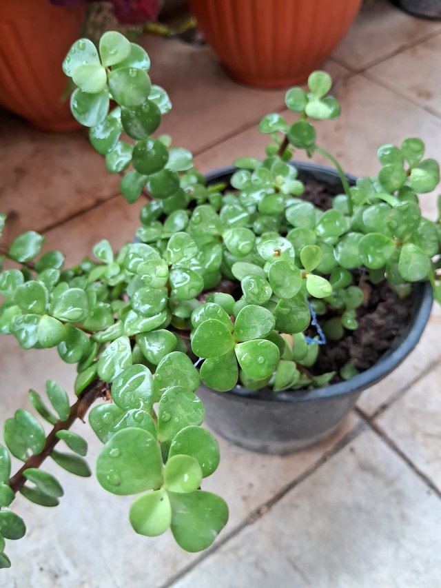 Elephant bush plant 5.jpg