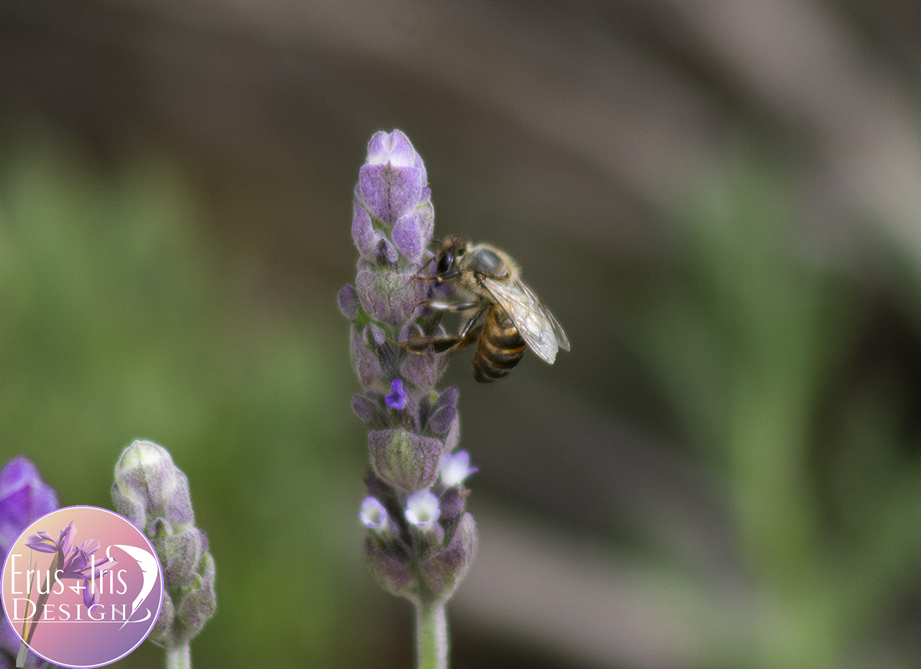 Lavender Bee.png