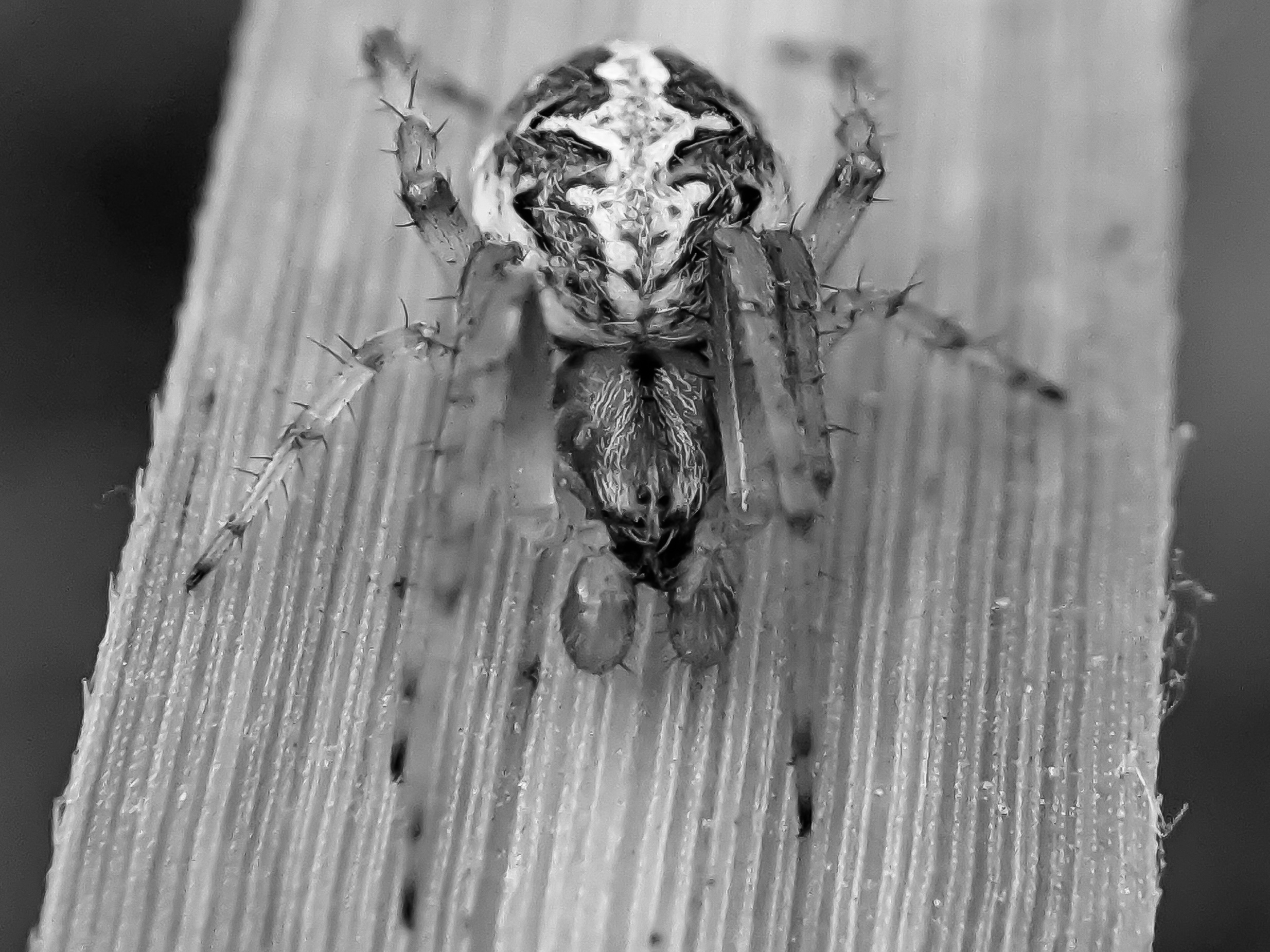 black&white spider (7).jpg