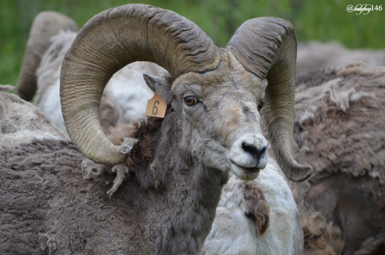 bighorn sheep (1).jpg