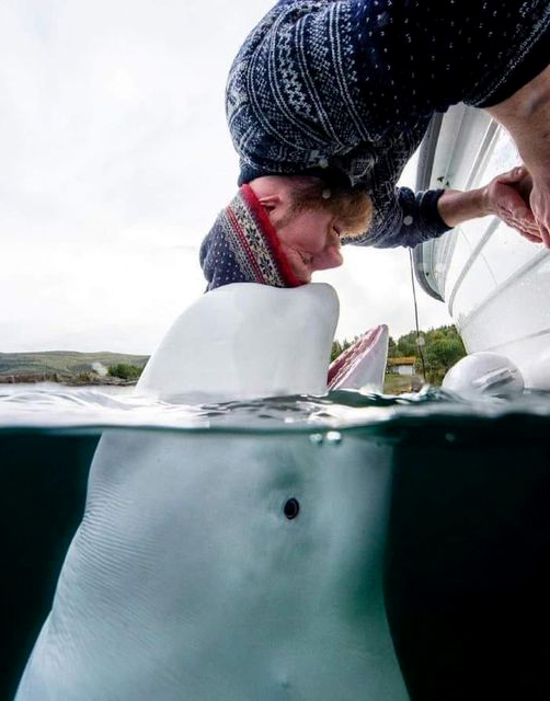 The beginning of a special friendship with 🐋 Norway.. 📸 freedivingnorway.jpg