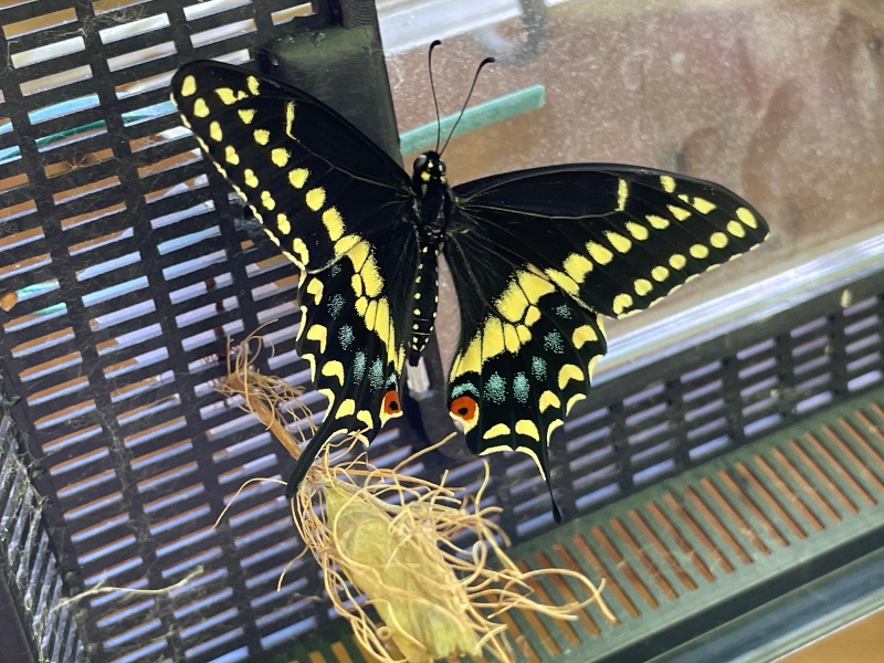 amazingnature-butterfly-.jpg