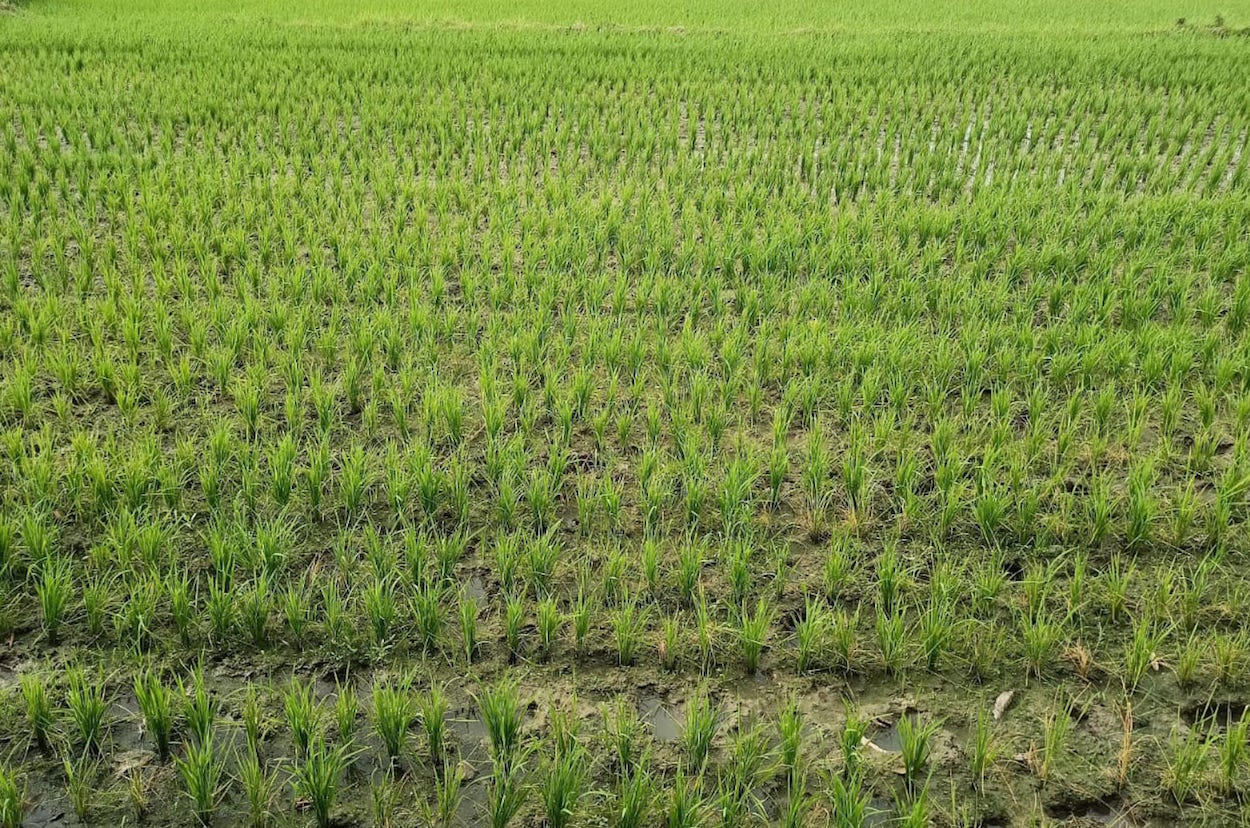 sawah4.jpeg