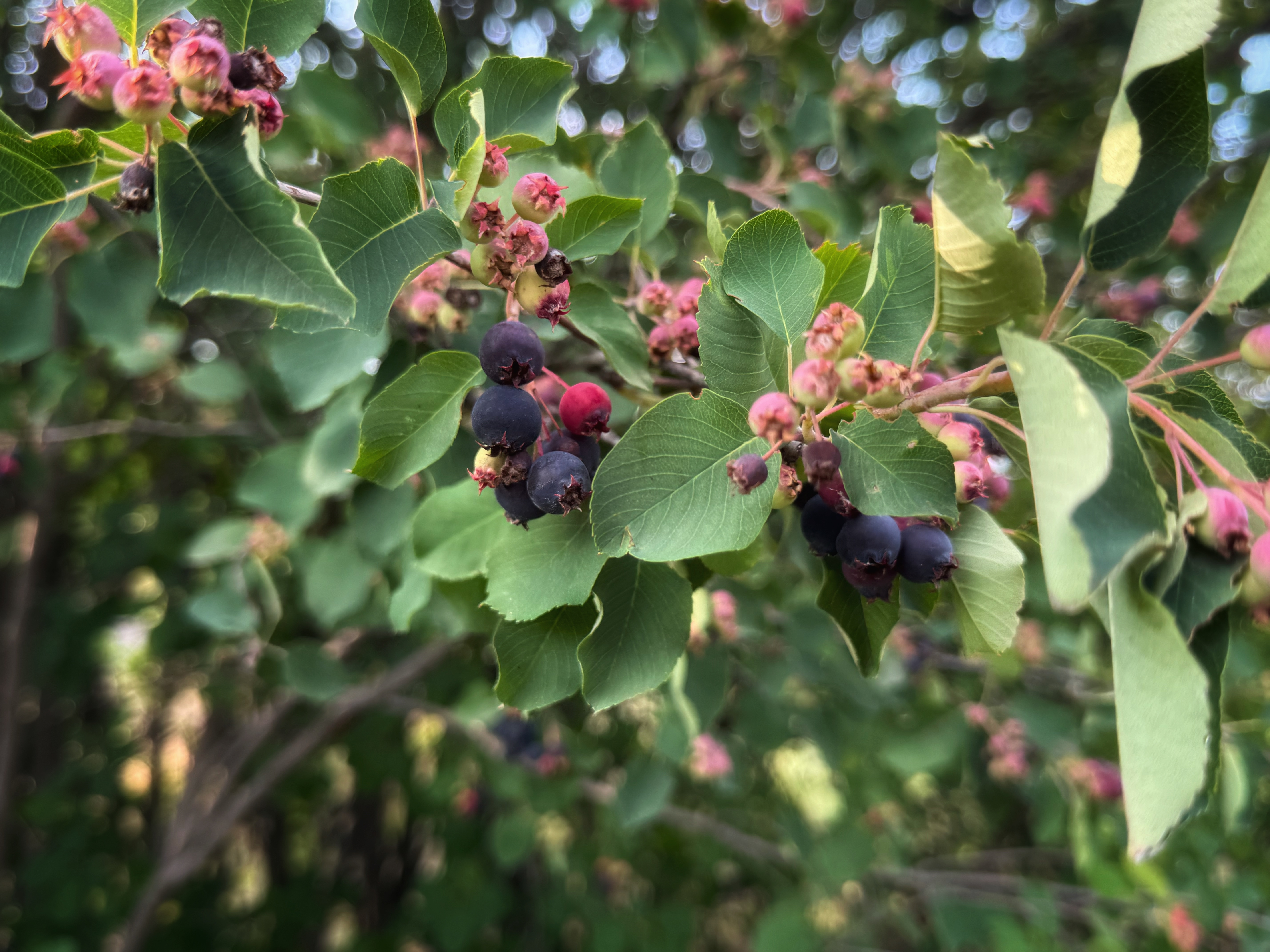 IMG_3957.jpeg