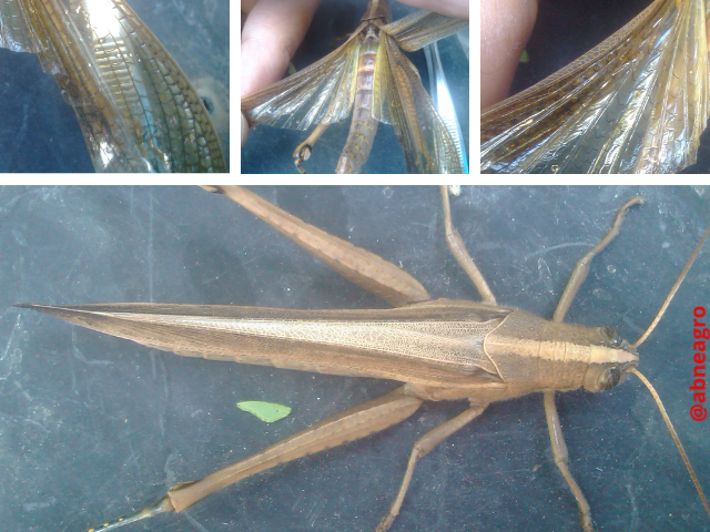 Orthoptera partes 4.png