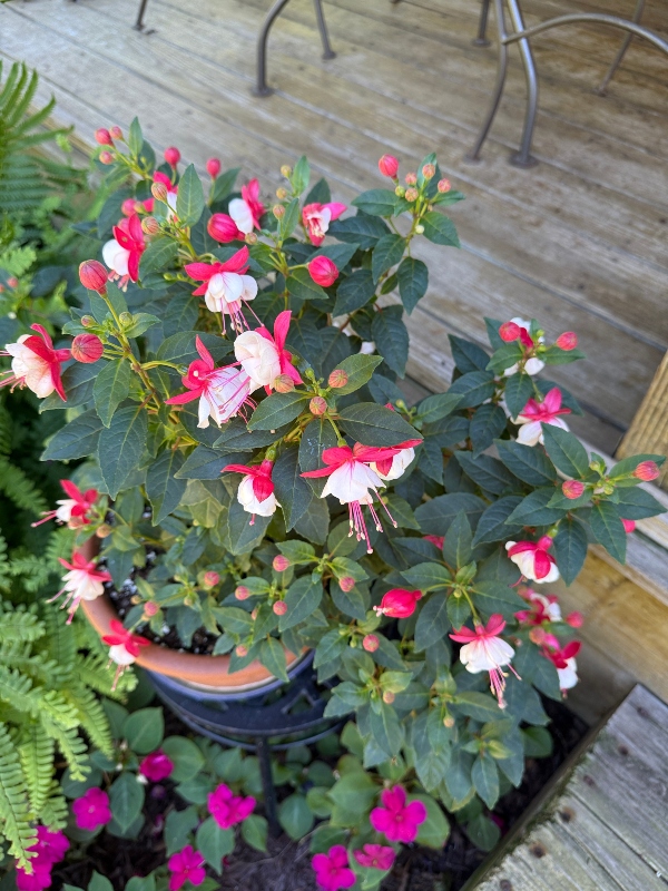 hivegarden-patio-fushia.jpg
