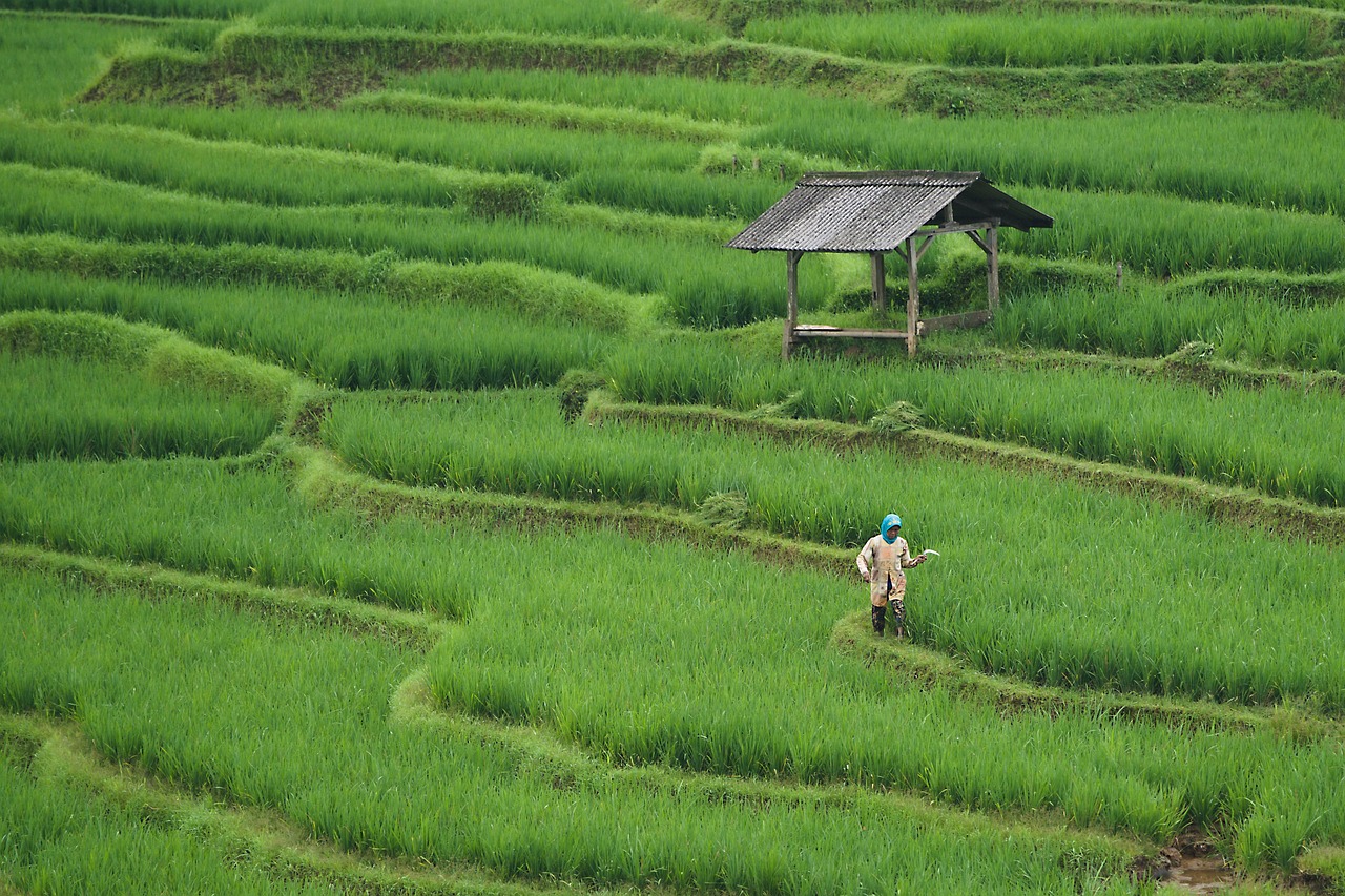 rice-field-7890204_1280.jpg