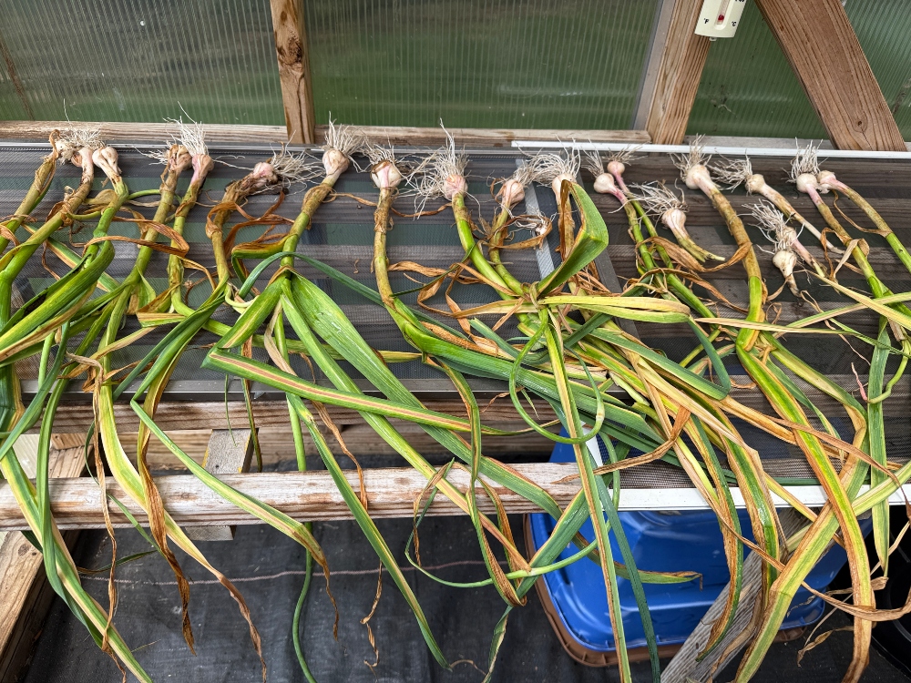 silverbloggers-hivegarden-garlic-2.jpg
