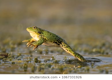 green-frog-jump-on-beautiful-260nw-1067331926.jpg