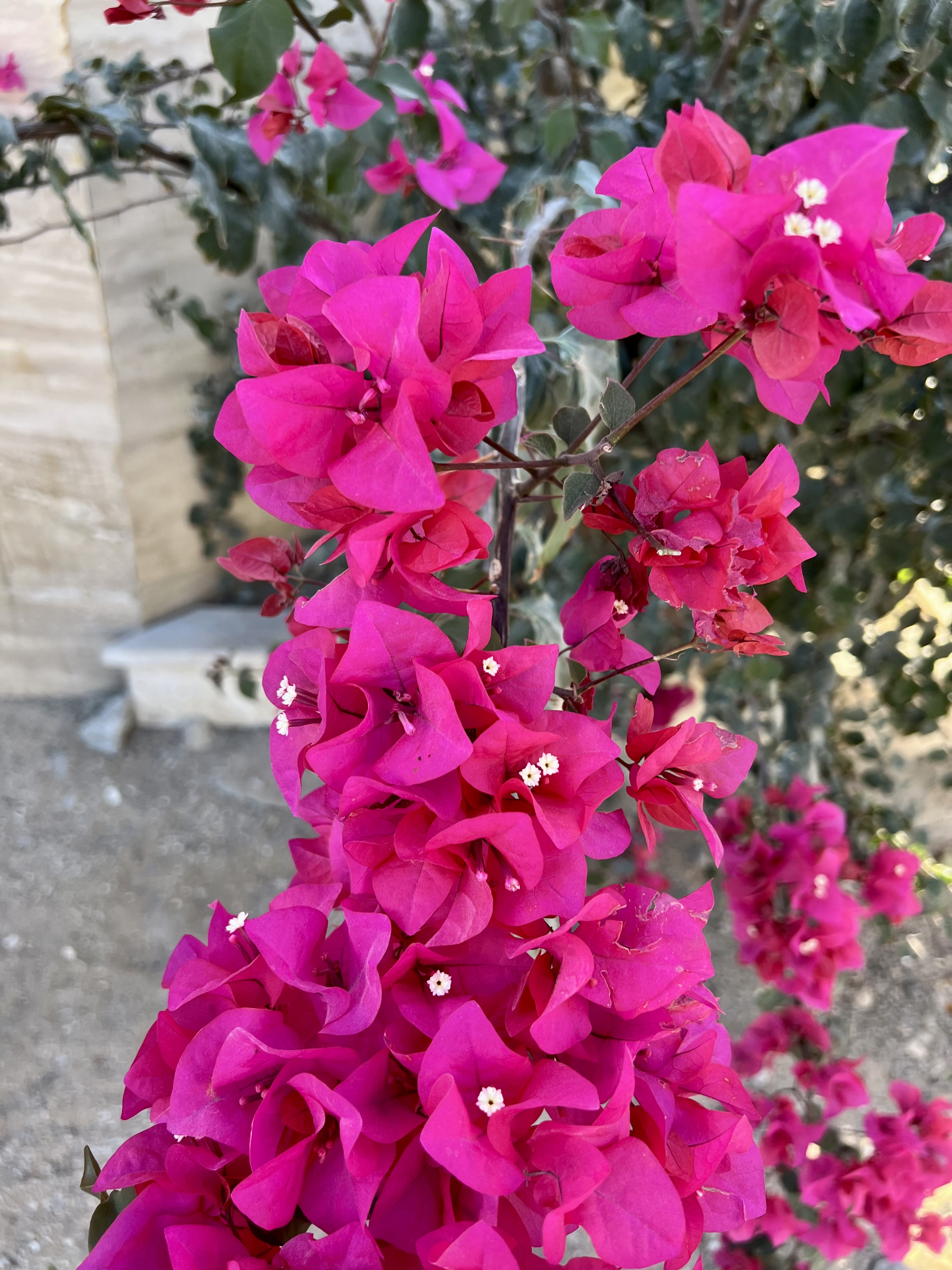 IMG_9082.jpeg