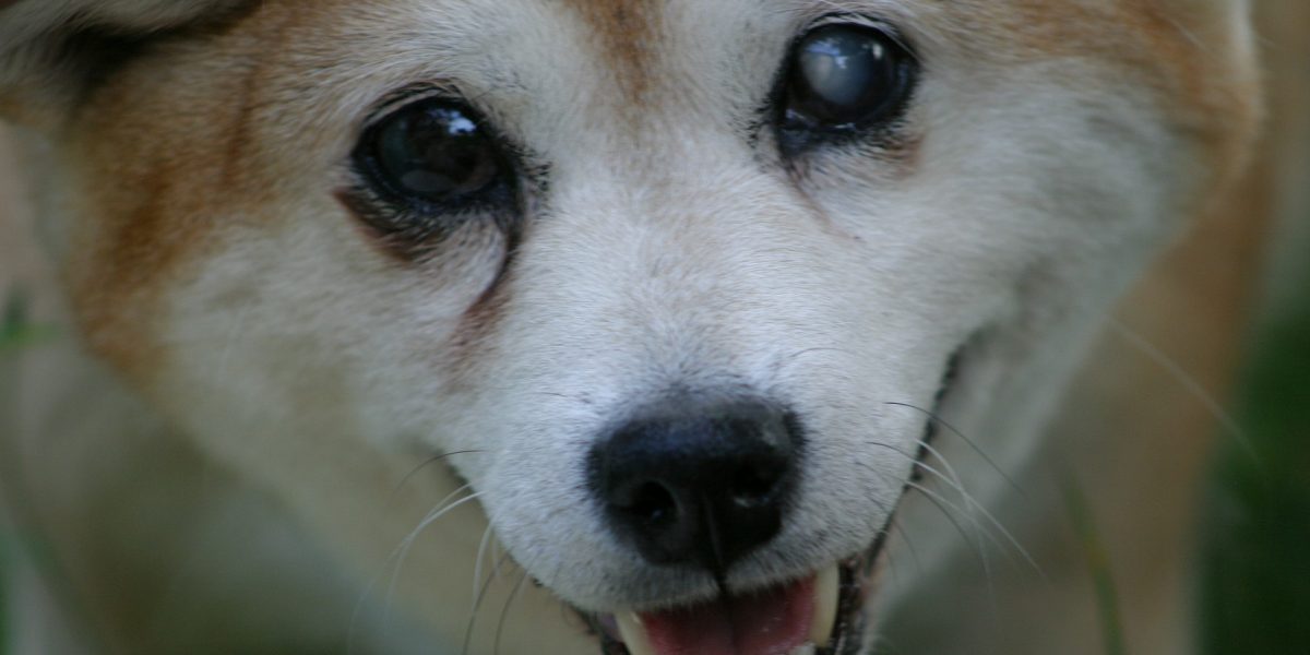 shiba-inu-262844_1920-1200x600.jpg