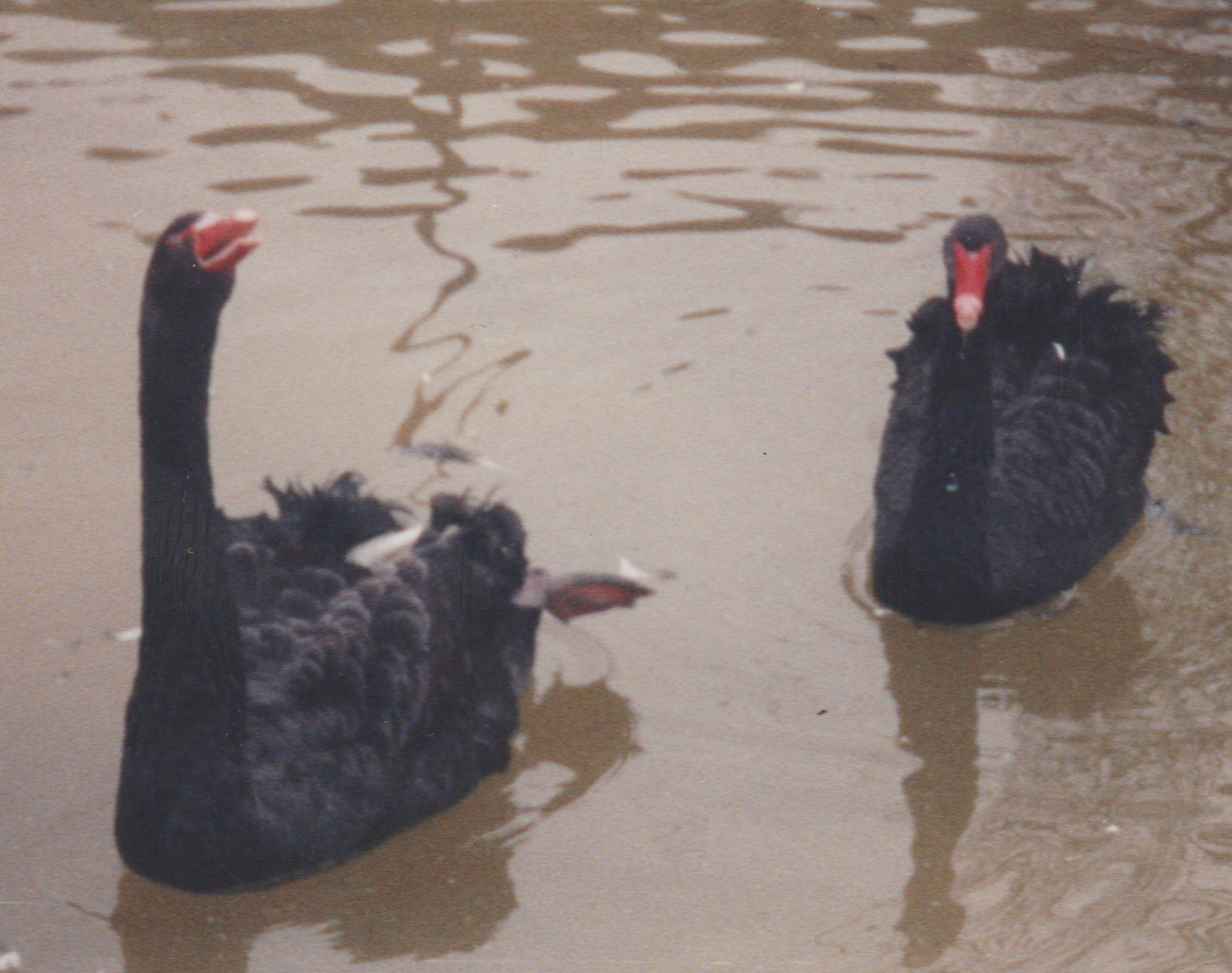 1992-12-26 - Saturday - Wildlife Safari Trip, Marilyn, Crystal-22.png