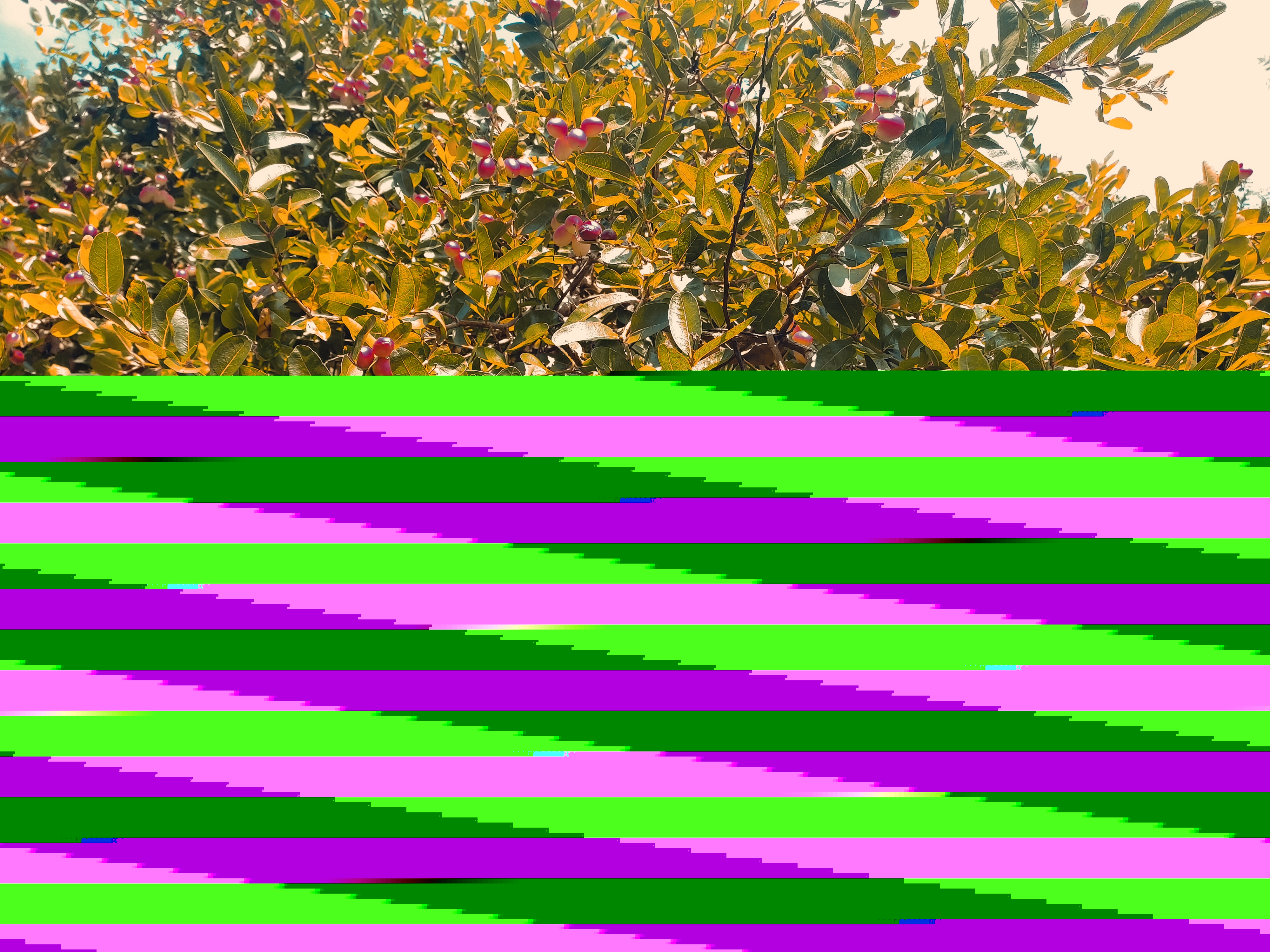 https://images.hive.blog/DQmfEX9WeGv8yU9XfTWD2DEJHJerT6QuUSCbSKqpkqryZim/IMG_20230919_094531.jpg