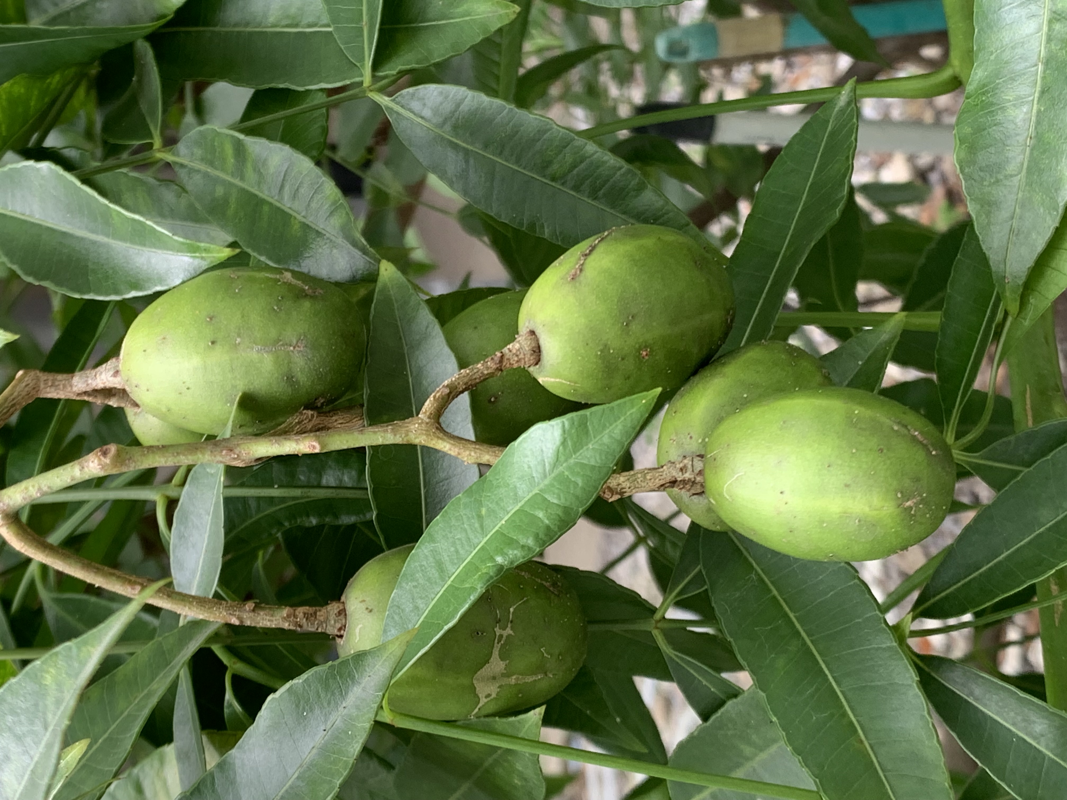 fruit18.jpg