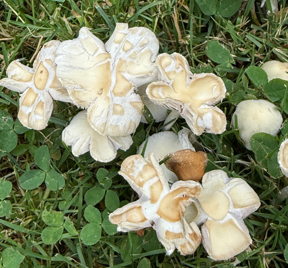 fungi-friday-5.jpg