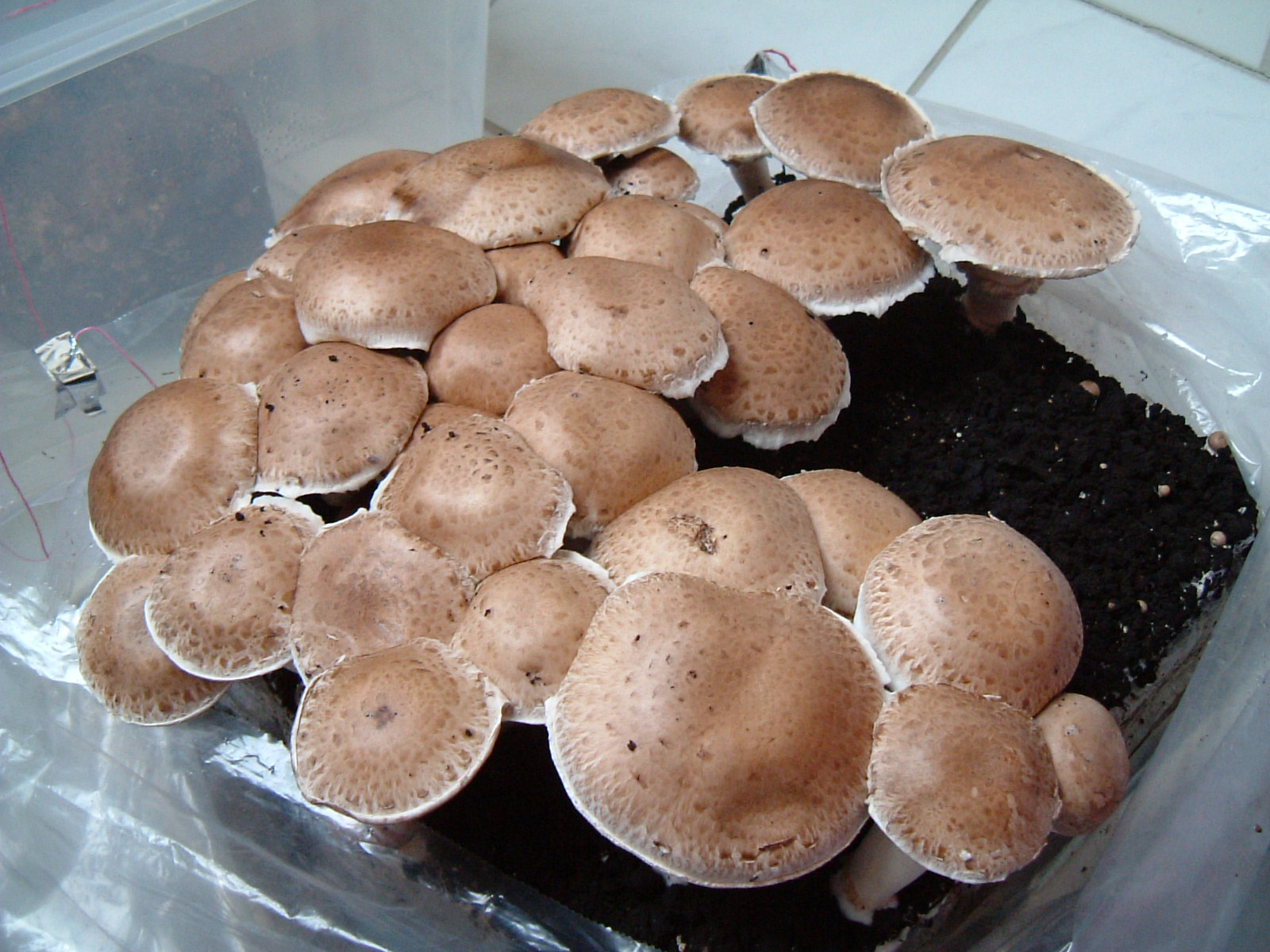 2006.03.10 Agaricus GAMU Kultur.JPG