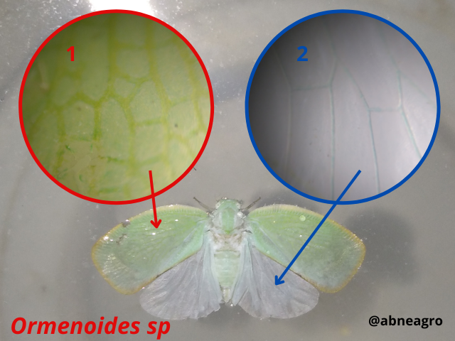Automeris cf. jucunda (5).png