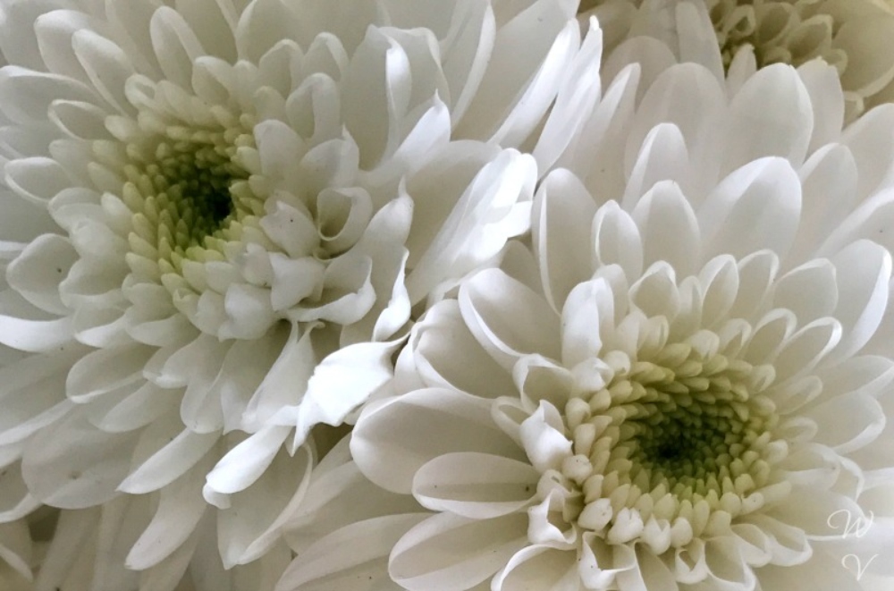 flowers-white-chrysanthemum.jpg
