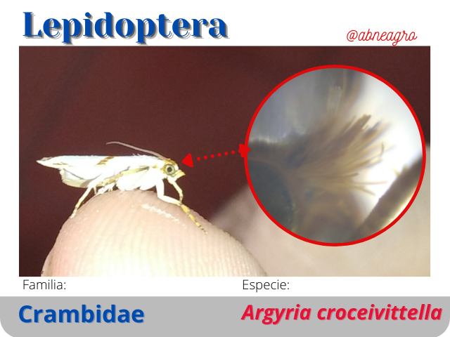 @abneagro(3).png