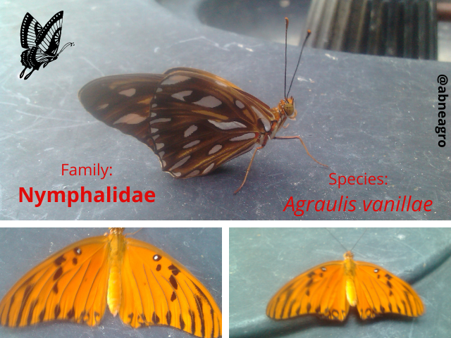 Lepidoptera 3.png