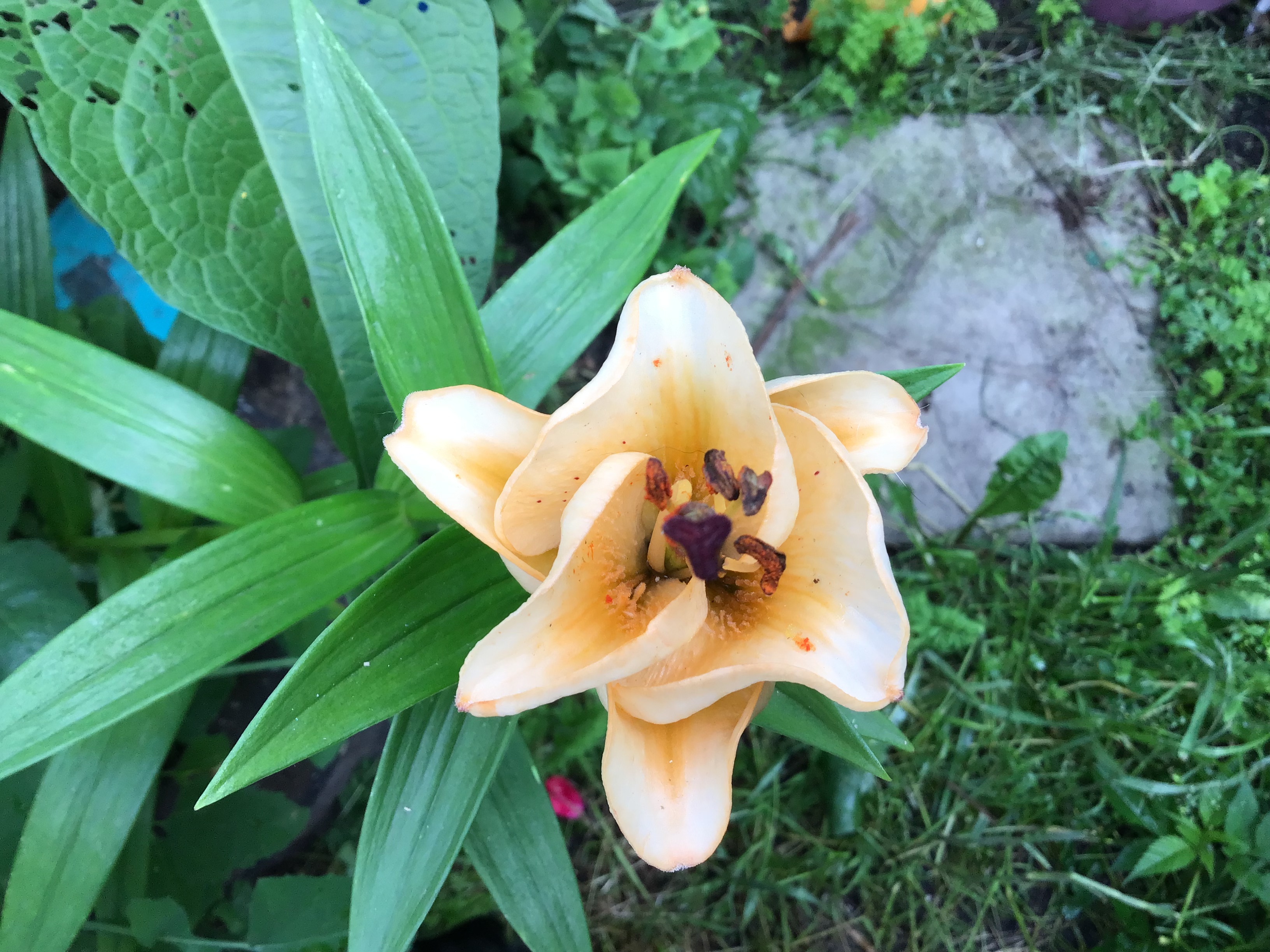 IMG_7849.jpeg