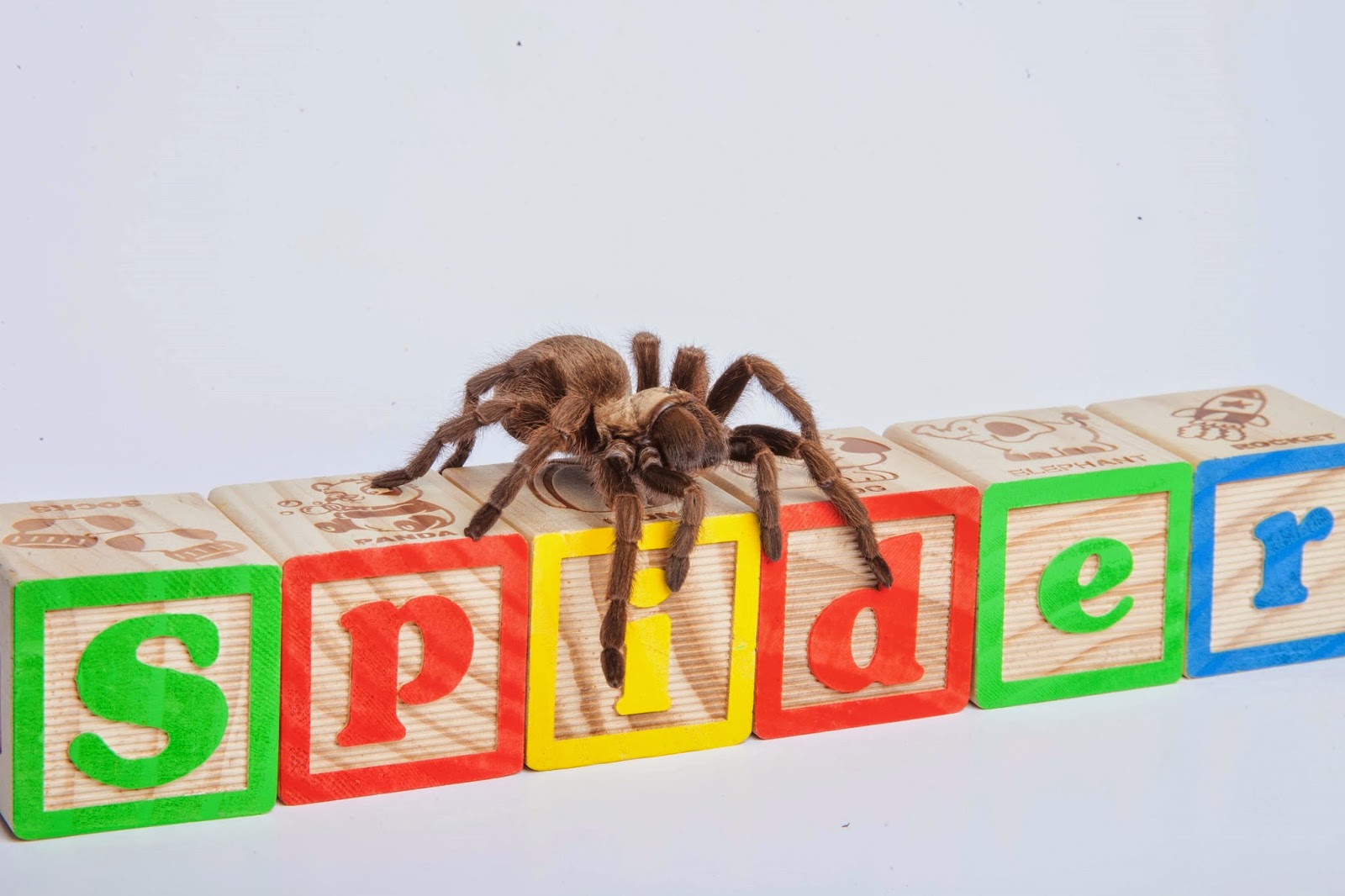 Tarantula on blocks.jpg