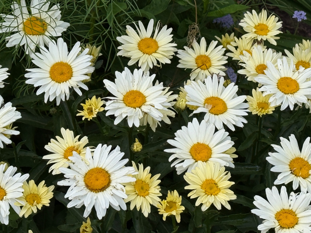 hivegarden-daisies.jpg