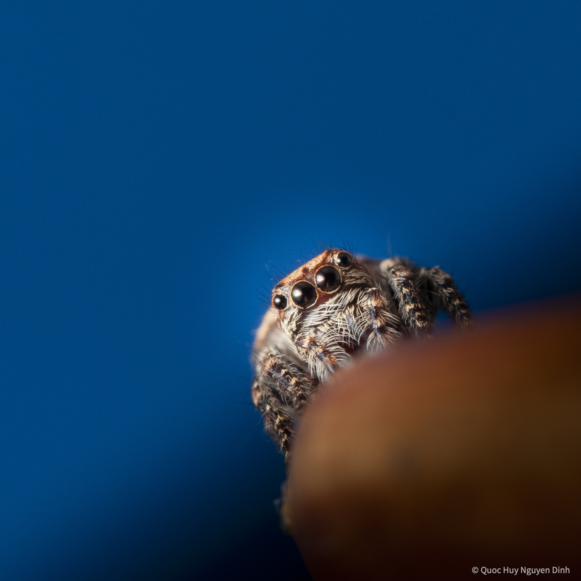 Jumping Spider - Servaea Villosa-12.jpg