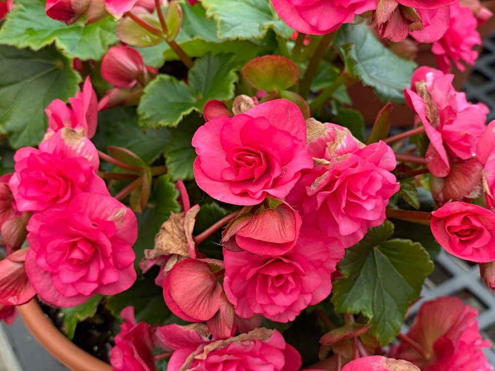 alwaysaflower-farm-2.jpg
