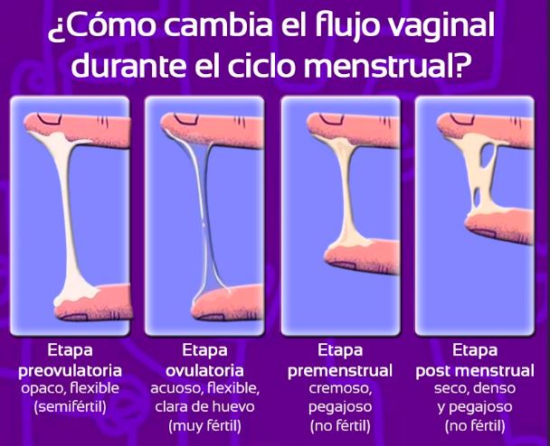 flujo-vaginal.jpg