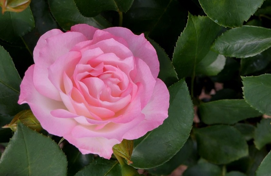 pink2.jpg