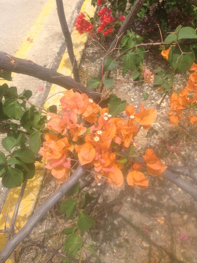 Variaciones de color, en las hojas y brácteas del género Bougainvillea. —  Hive