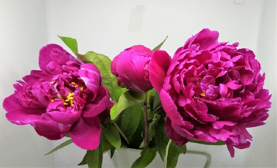 peony 1.jpg