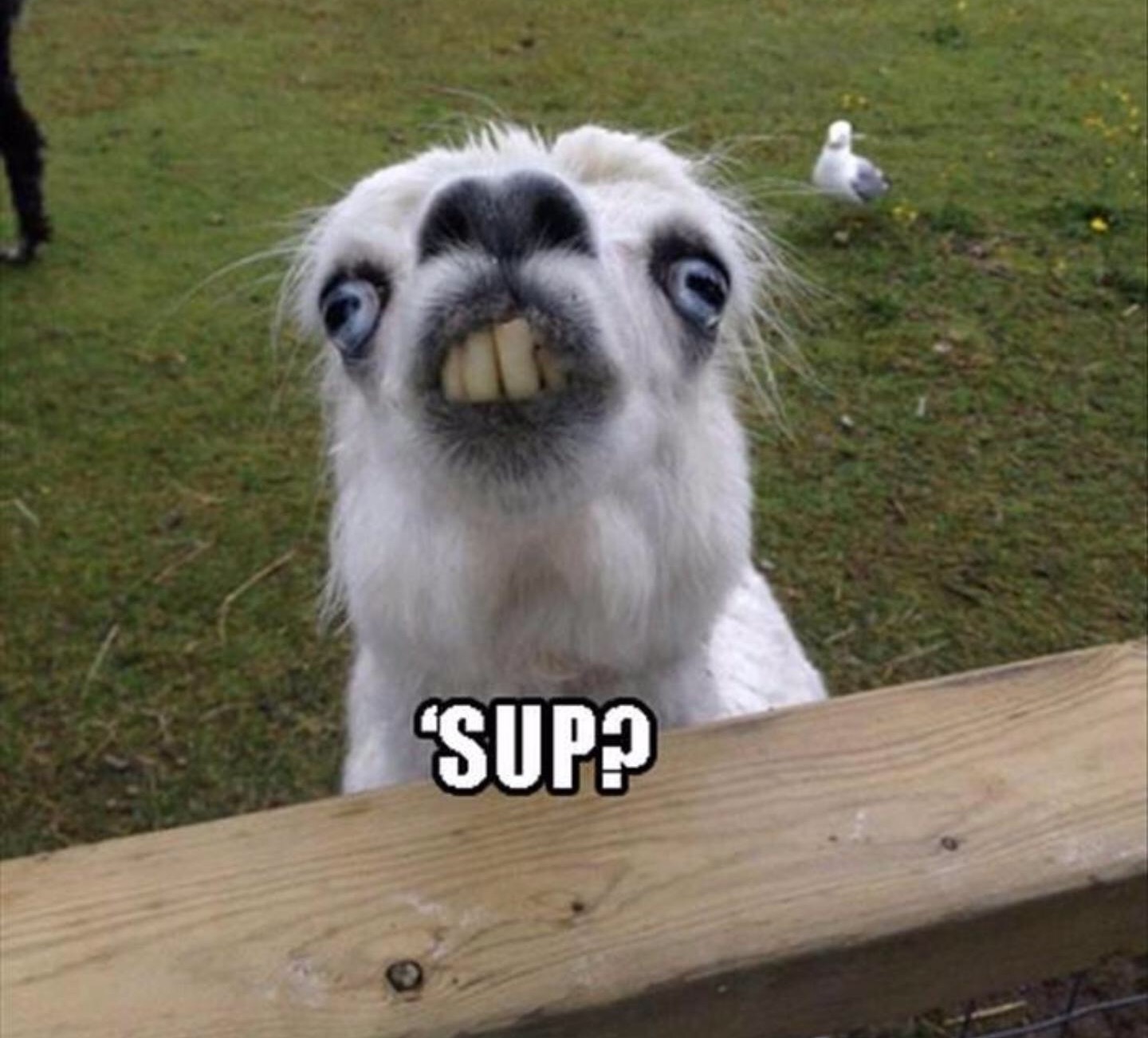 llama sup.jpg