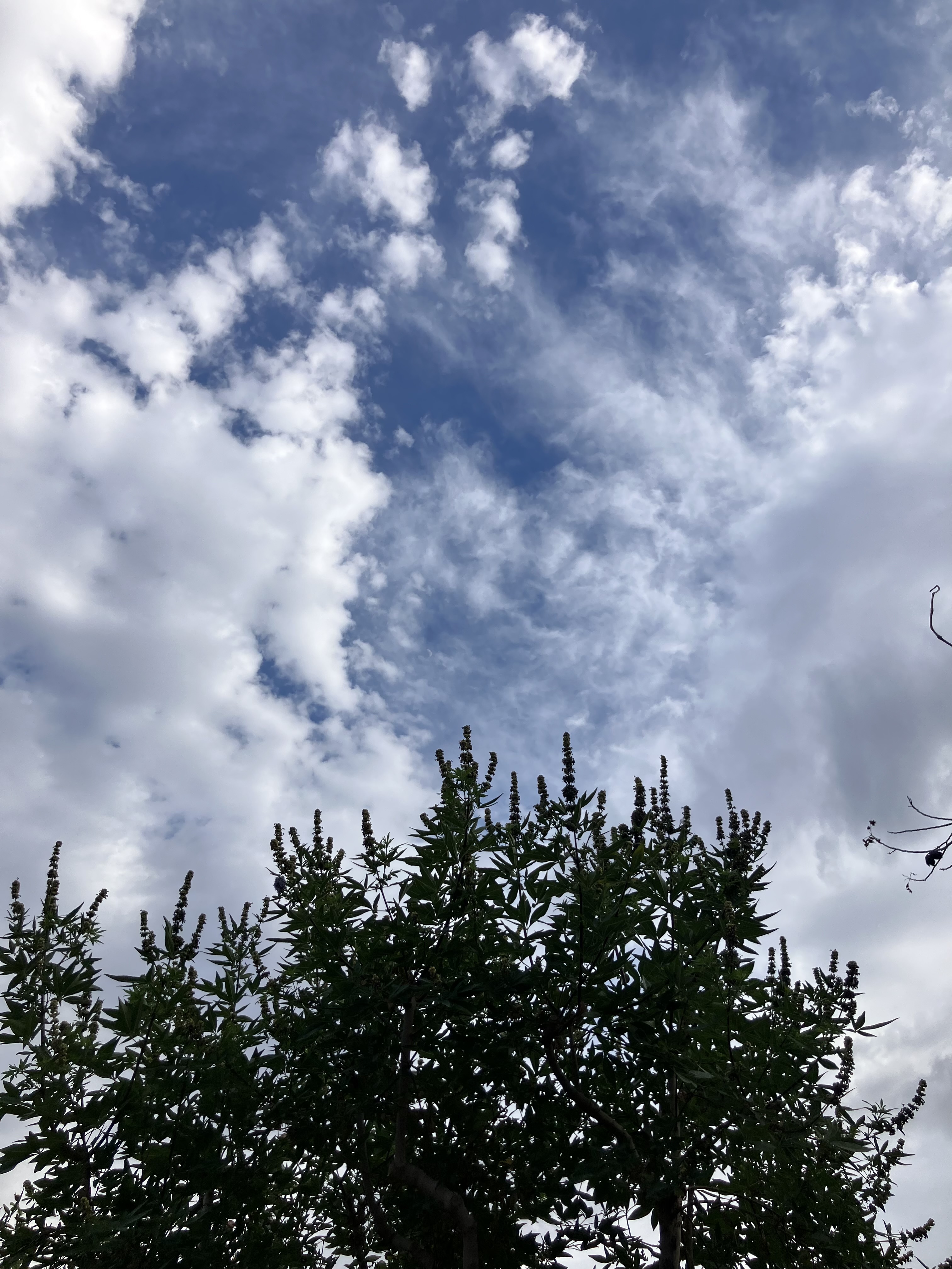 IMG_1277.jpeg