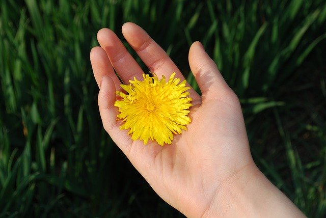 dandelion-g9fb87aa89_640.jpg