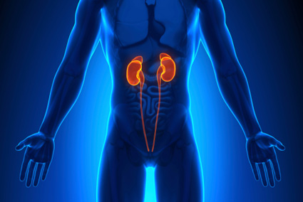 water-helps-in-kidney-function.jpg