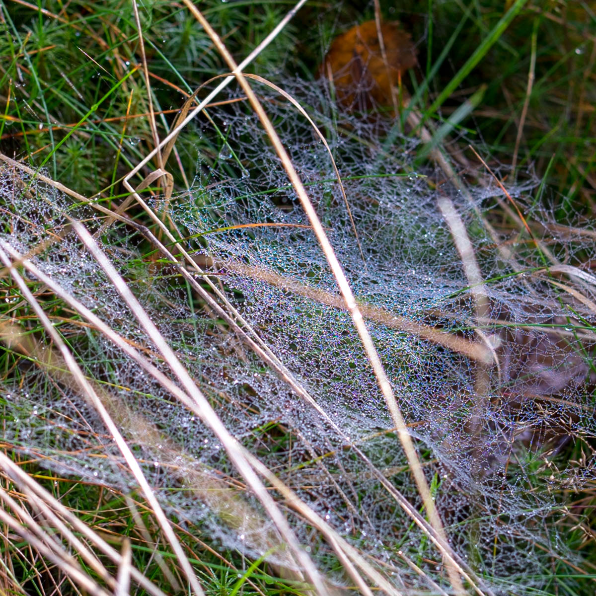 DSC03354.jpg